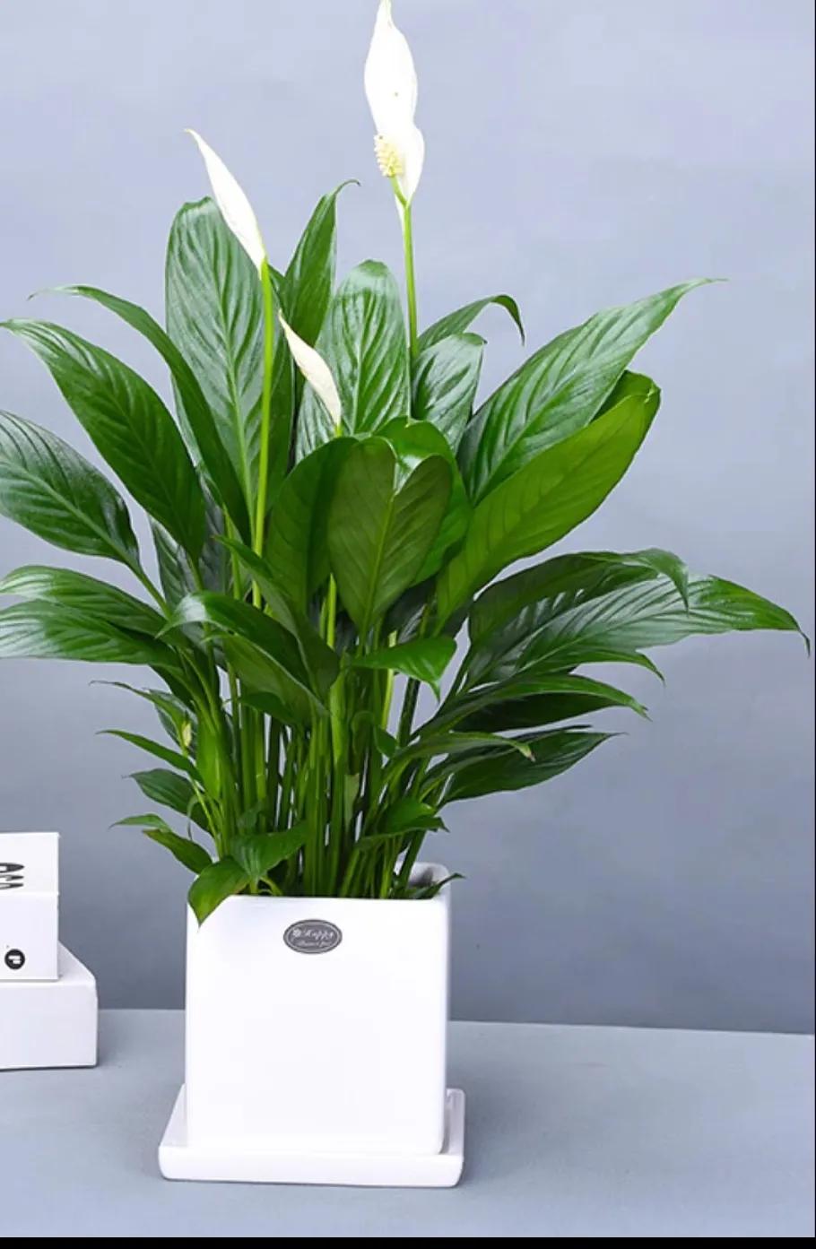 适合桌面养的小盆栽,好看的桌面花卉盆栽