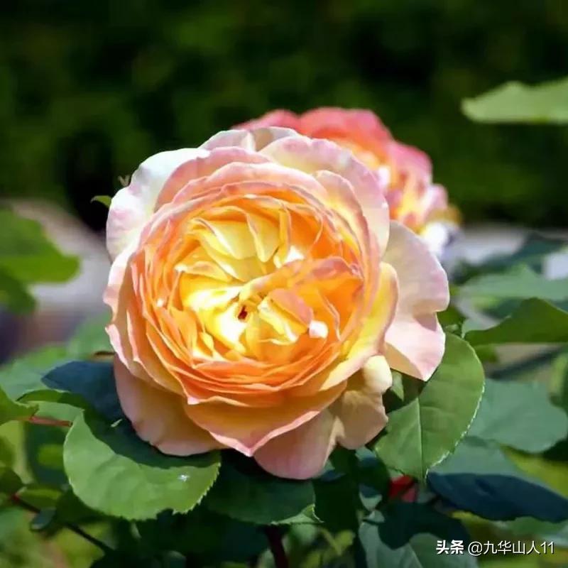 20cm大花重瓣月季品种,黄颜色大花月季是什么品种