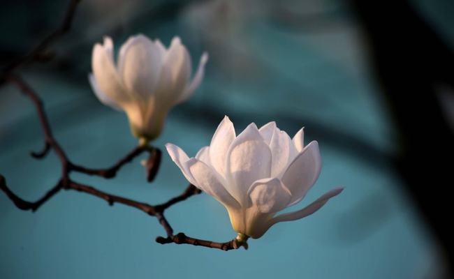 关于玉兰花最经典的诗句,玉兰花的诗句经典