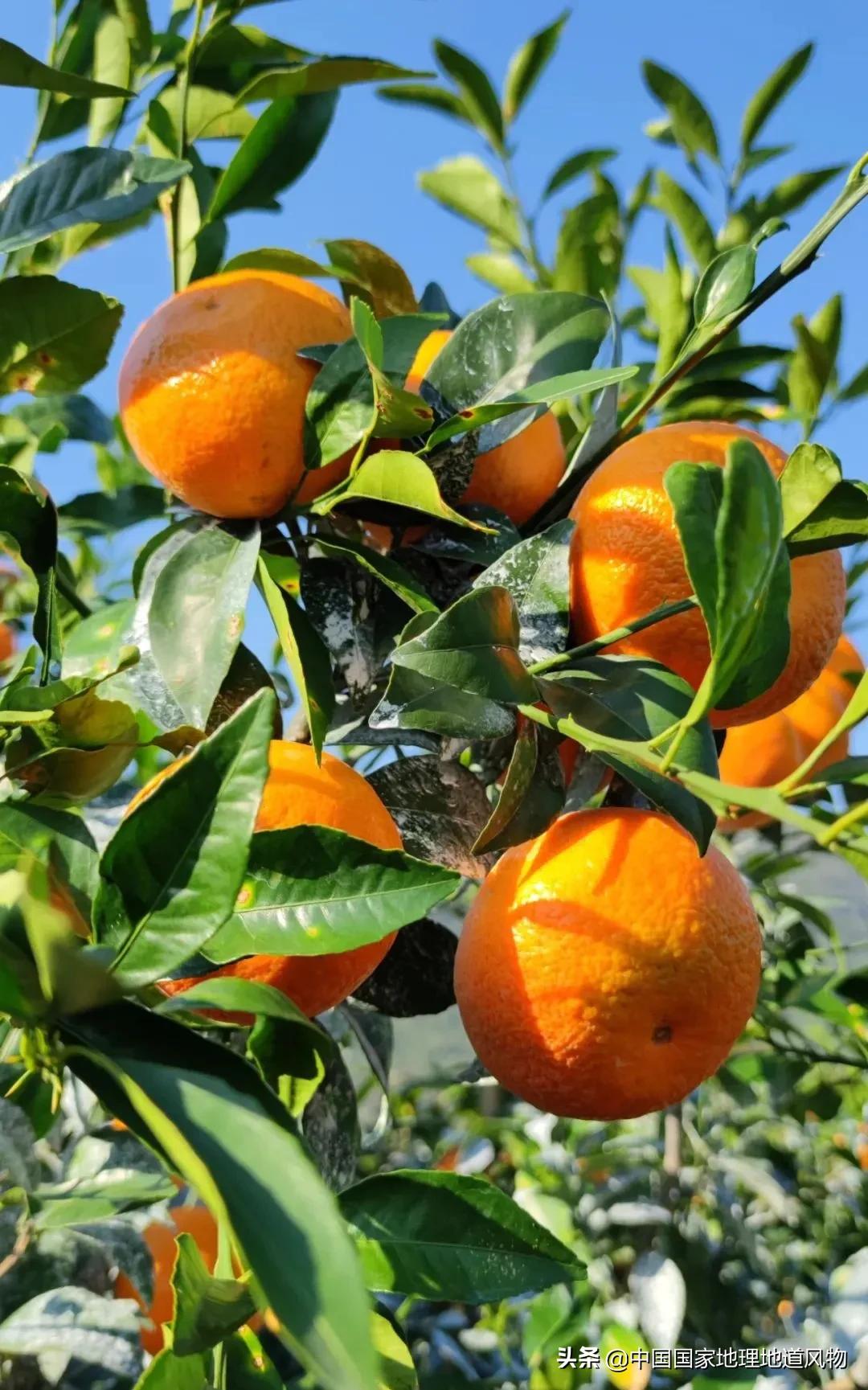 广西水果产量连续五年全国第一,广西和陕西谁才是水果第一大省