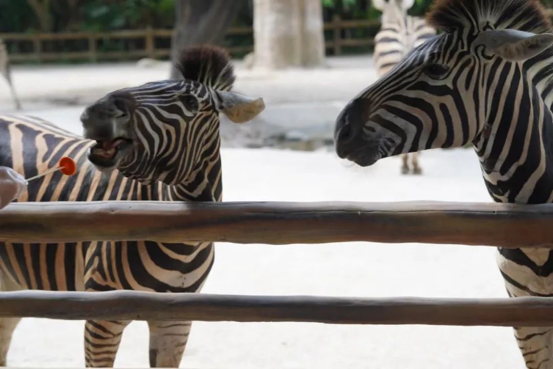 一月份去上海野生动物园和海洋馆,十一带大家去上海野生动物园玩