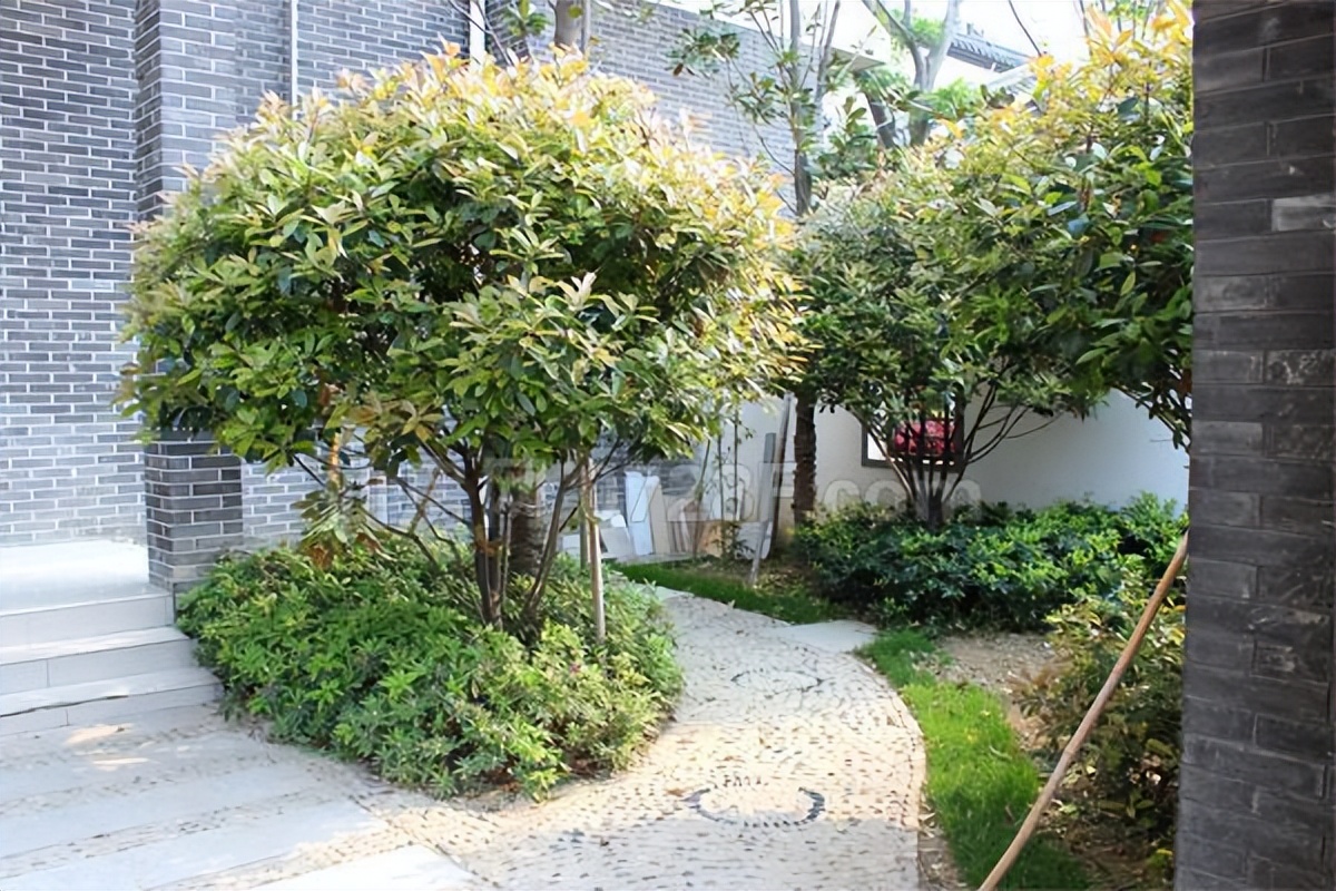 院里不栽三棵树,庭院里种一棵大树有什么说法