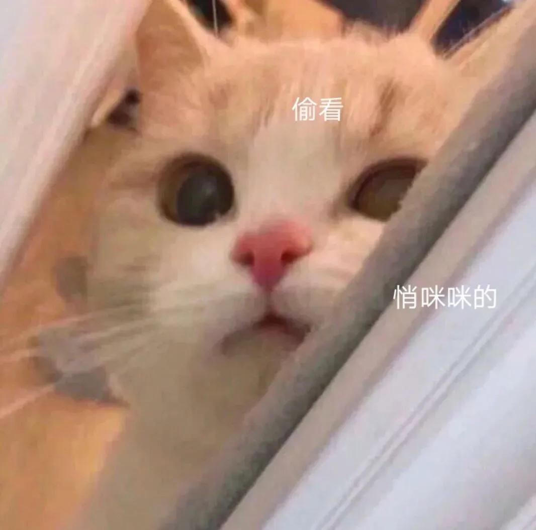 为什么掐着猫后脖子猫就不会动,为什么掐住猫咪的脖子后就不动了