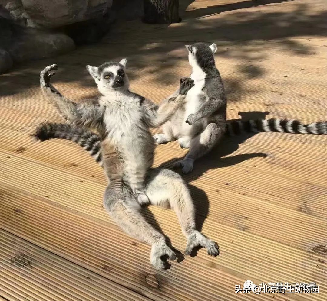 环尾狐猴在中国属于几级保护动物,环尾狐猴最显着的几个特点是什么