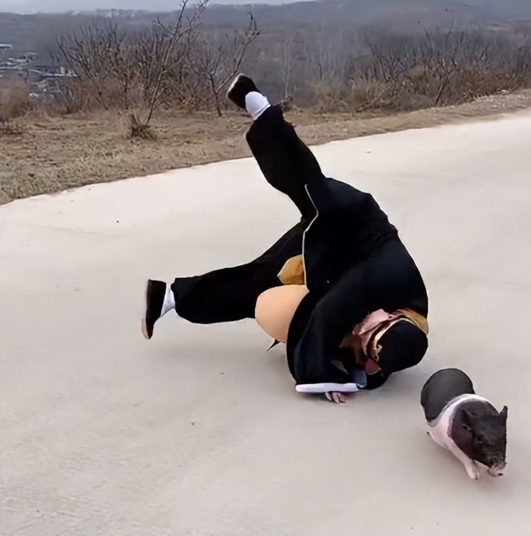 “狗界巅峰”：“把鸭当妈”骑鸭背上，全网最萌小狗吸粉550万