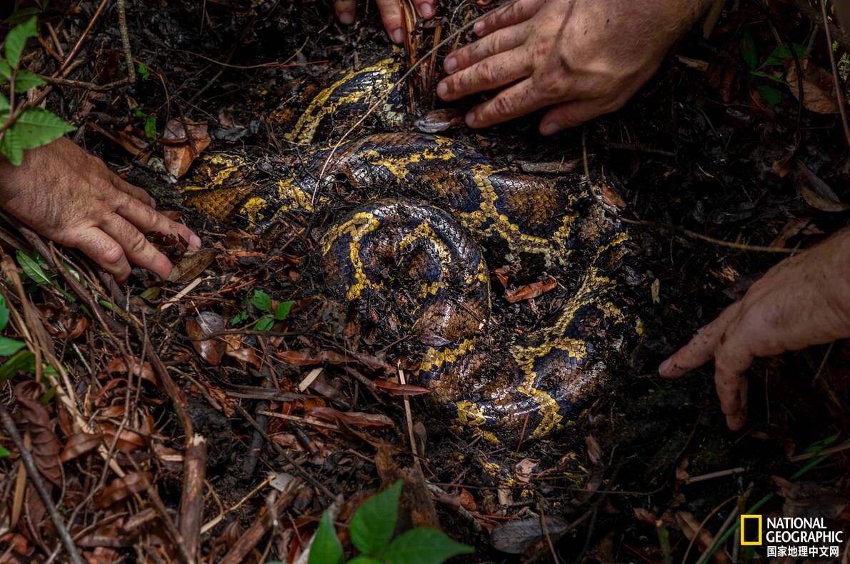 目前已发现最大的蟒蛇,目前发现最大的蟒蛇有多大