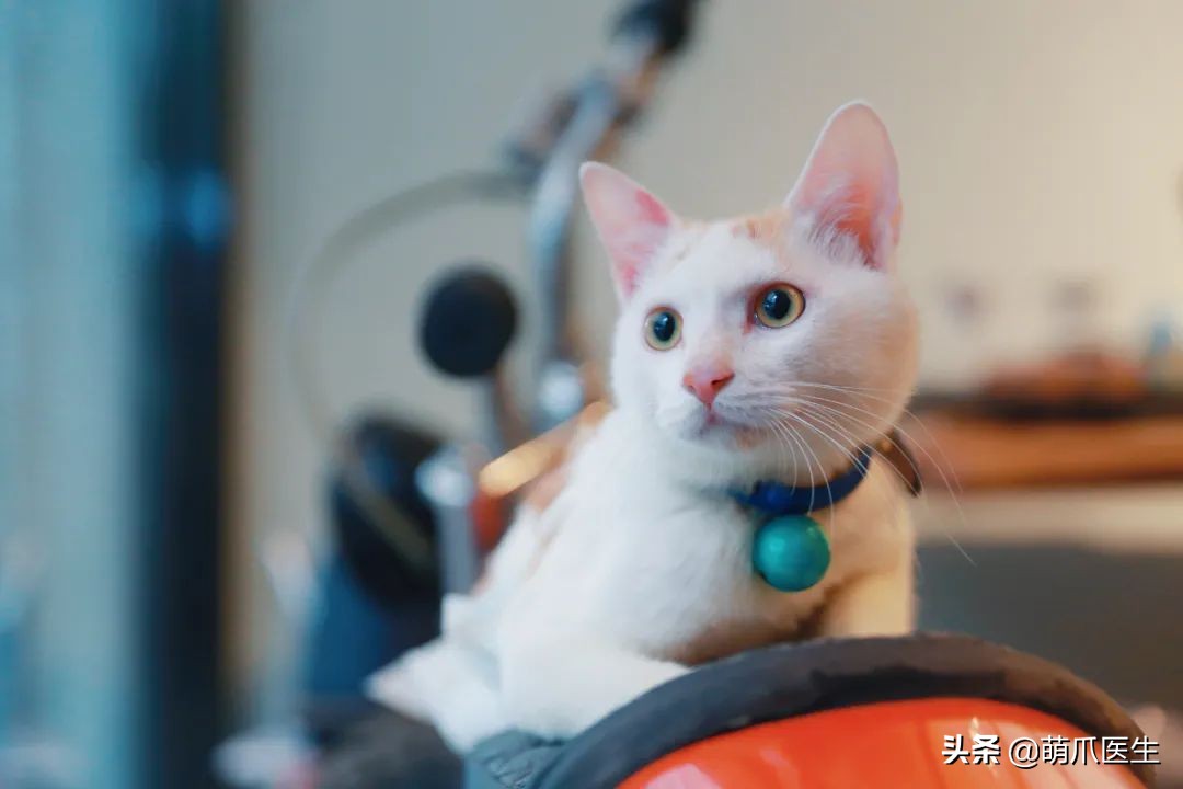 这只叫“长生”的猫咪，真实身份是美人鱼