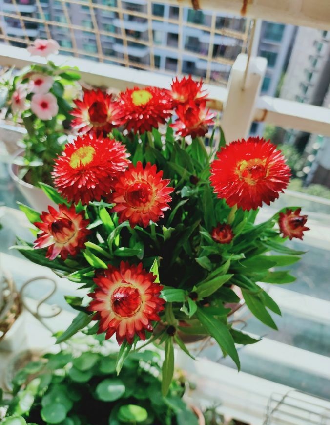 麦秆菊阳台,花期最长的花排名麦秆菊