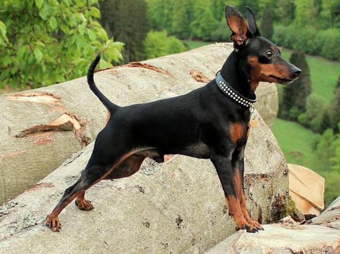 世界上最小的犬种排名,世界上最小的犬种是什么