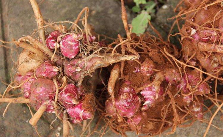 雪莲果怎么种才能长得快,雪莲果怎么种才能长得好