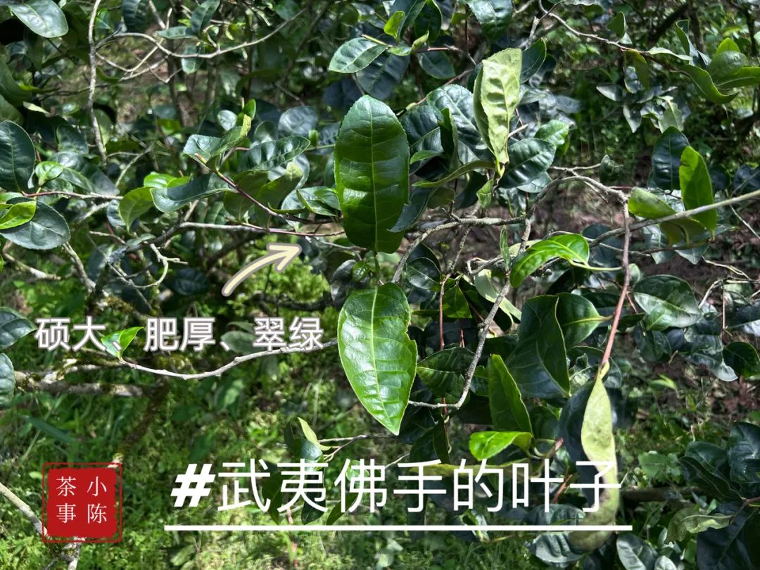 邂逅佛手茶园之后，开始遥想雪梨汤，轻盈若纱，又清新甘甜