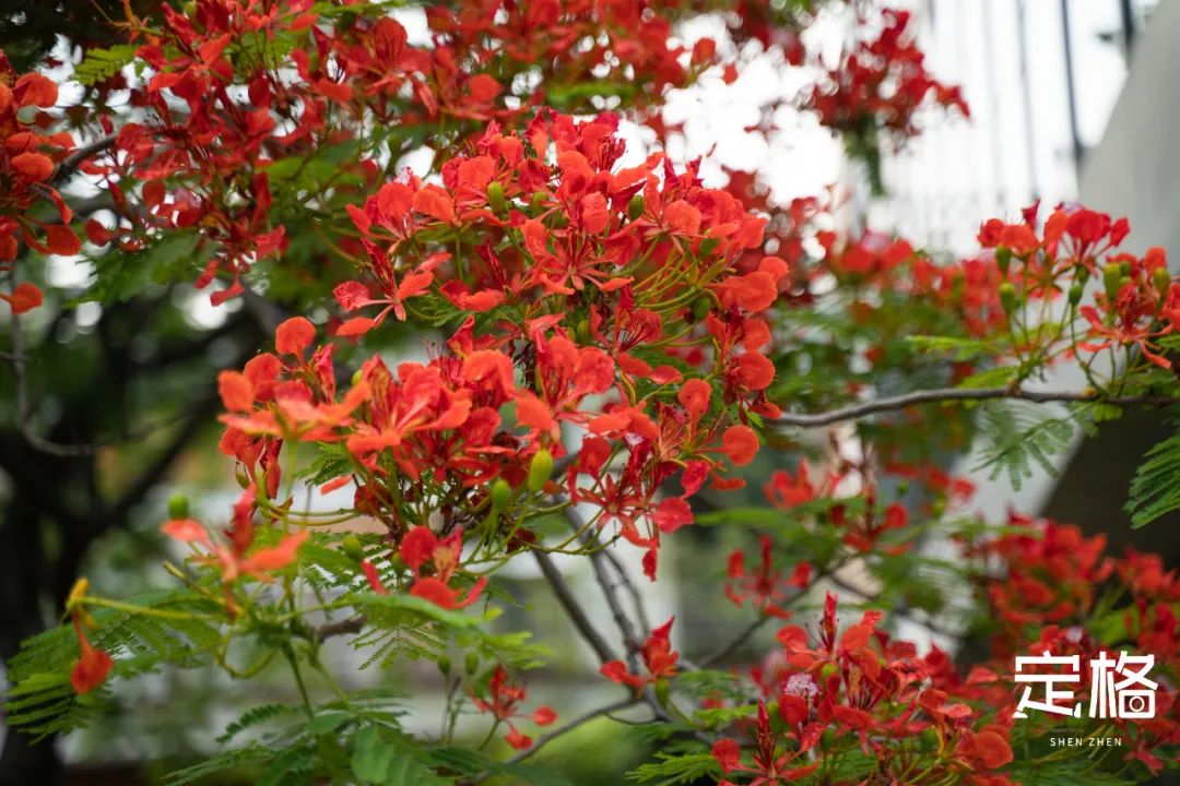 深圳周末带孩子免费游玩好去处,周末去哪玩推荐深圳