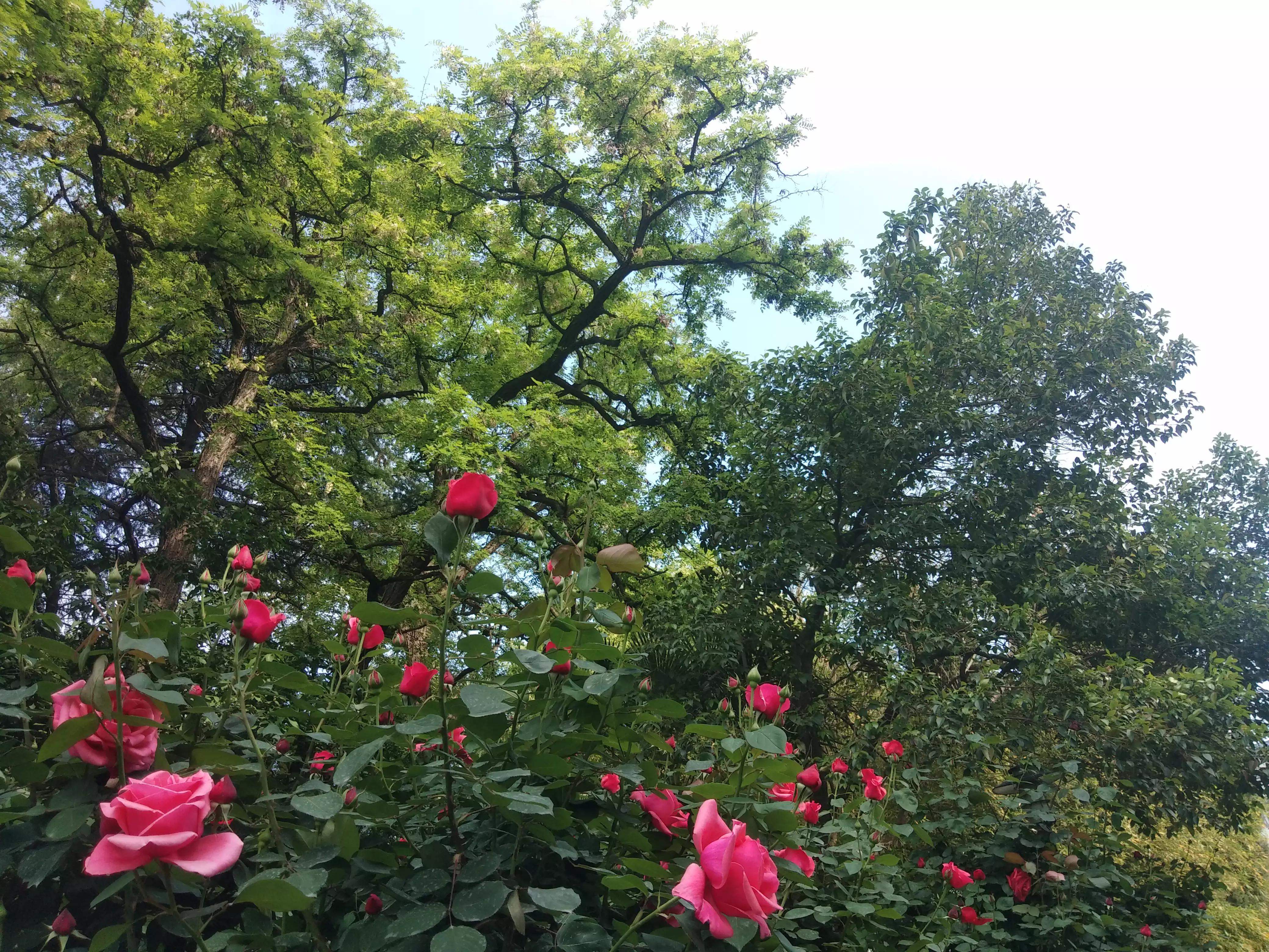 赠人玫瑰手有余香的英语,赠人玫瑰手有余香作文