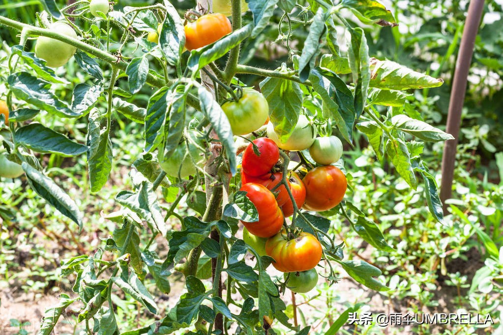 俄国风情：吉林老金在俄罗斯种蔬菜，成了当地的蔬菜大王