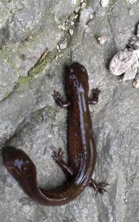 动物千姿百态,动物园的动物千姿百态