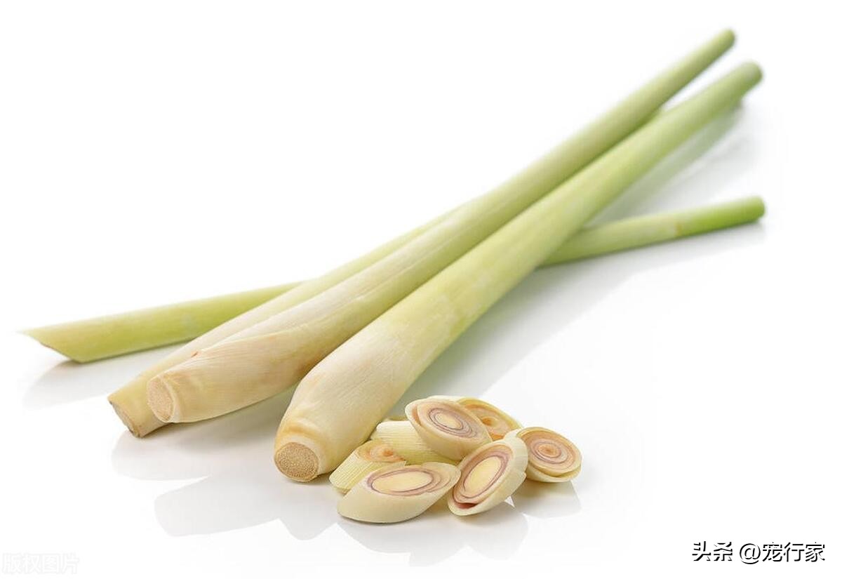 养猫家庭能种什么植物,15种适合养猫家庭的植物