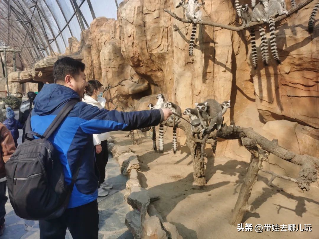一天玩遍北京野生动物园,包场去鸟巢