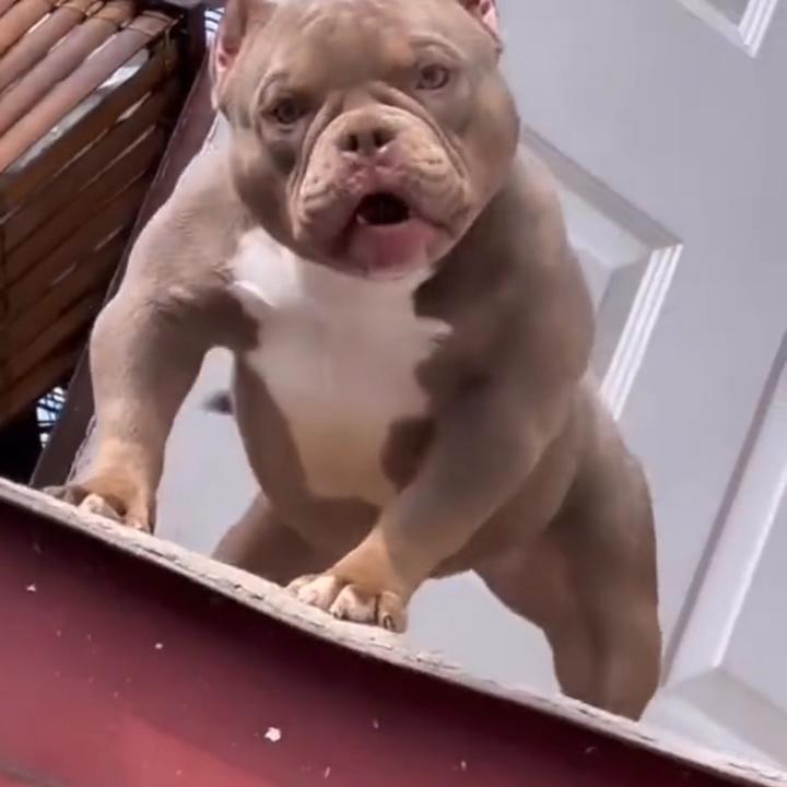 恶霸犬不会看门,大体恶霸犬适合看家吗