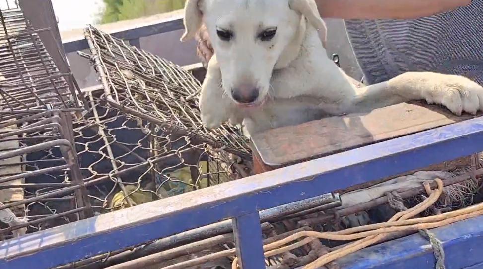 被主人抛弃的拉布拉多被人捡了,拉布拉多犬走丢一年后看见主人