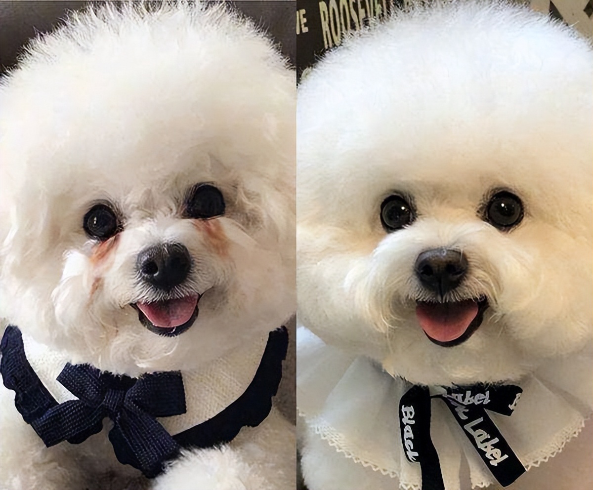 养狗新手推荐什么狗便宜,买什么狗最好养又便宜