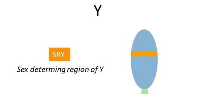 欧洲的性别有多少种,欧洲有几个性别