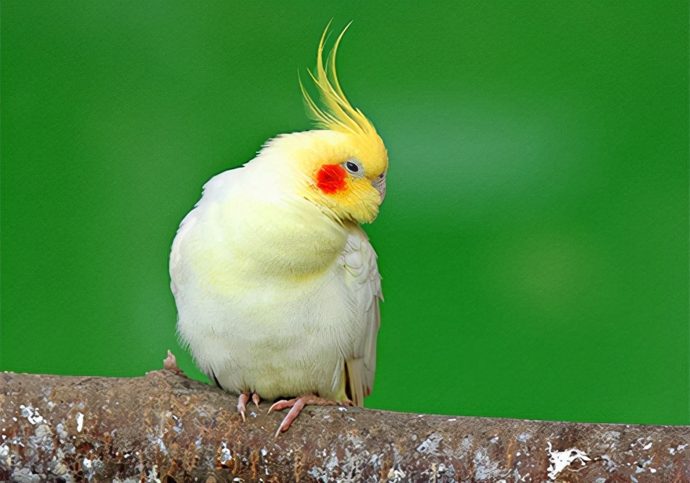 玄凤鹦鹉怎么预防疾病,笼养玄凤咬人怎么改正