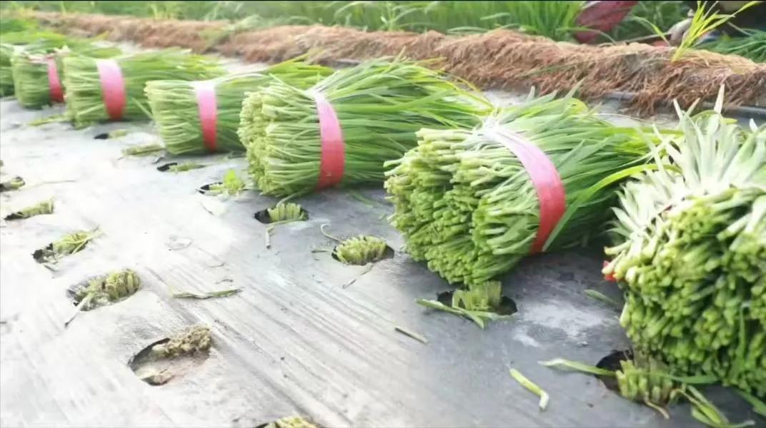 回农村种韭菜创业,90后夫妻返乡种地创业完整版