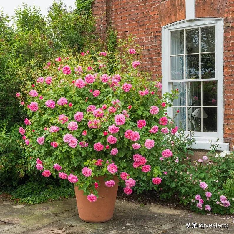 奥斯汀月季经典品种海德庄园,耐晒耐热的奥斯汀月季