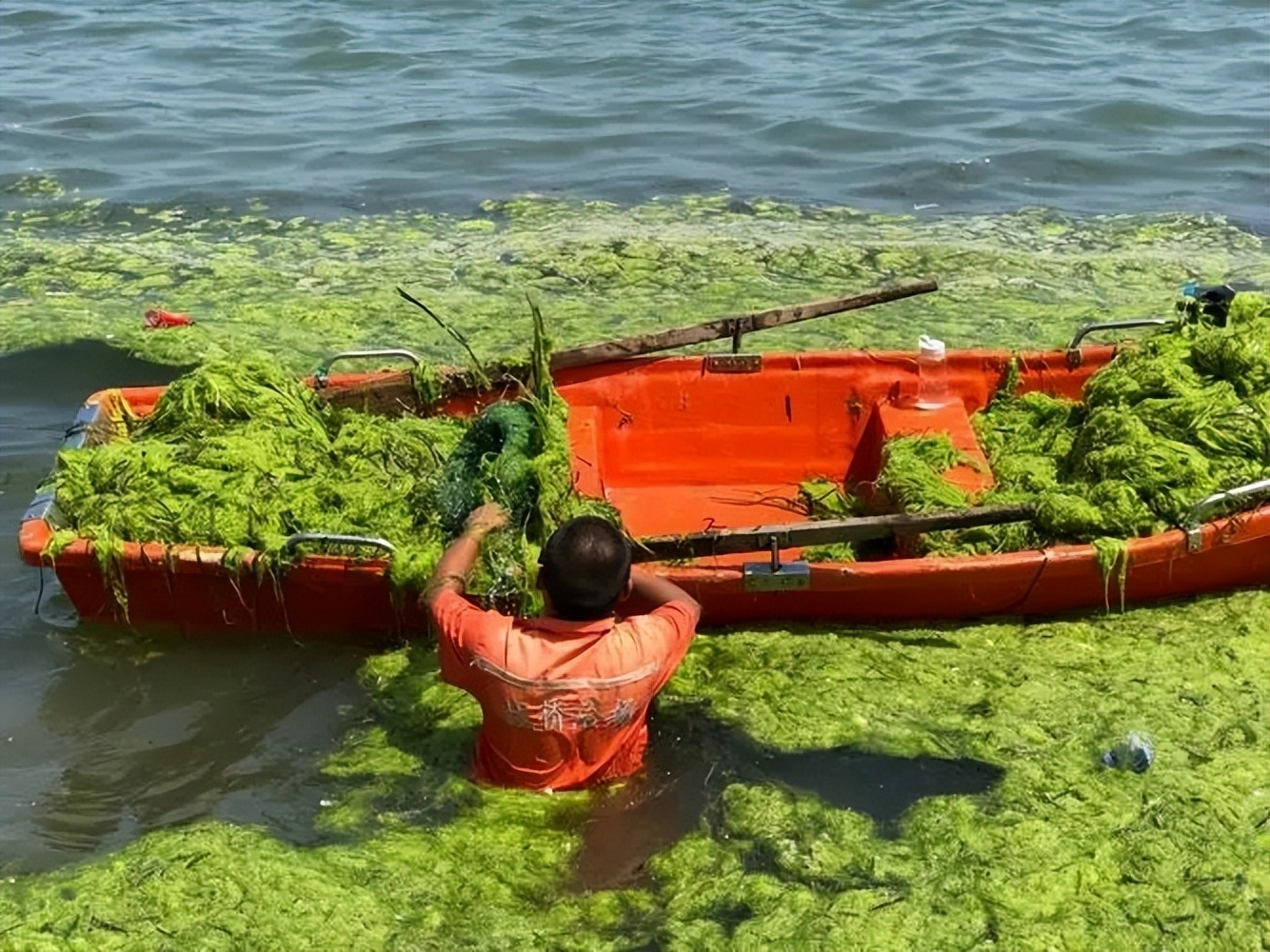 日本核污水排放已超100吨,日本核污水排放造成大量死鱼