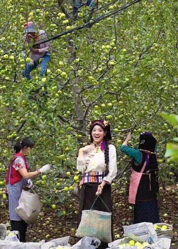 四川女孩嫁藏族小伙放弃百万年薪,四川女孩嫁甘肃农村视频