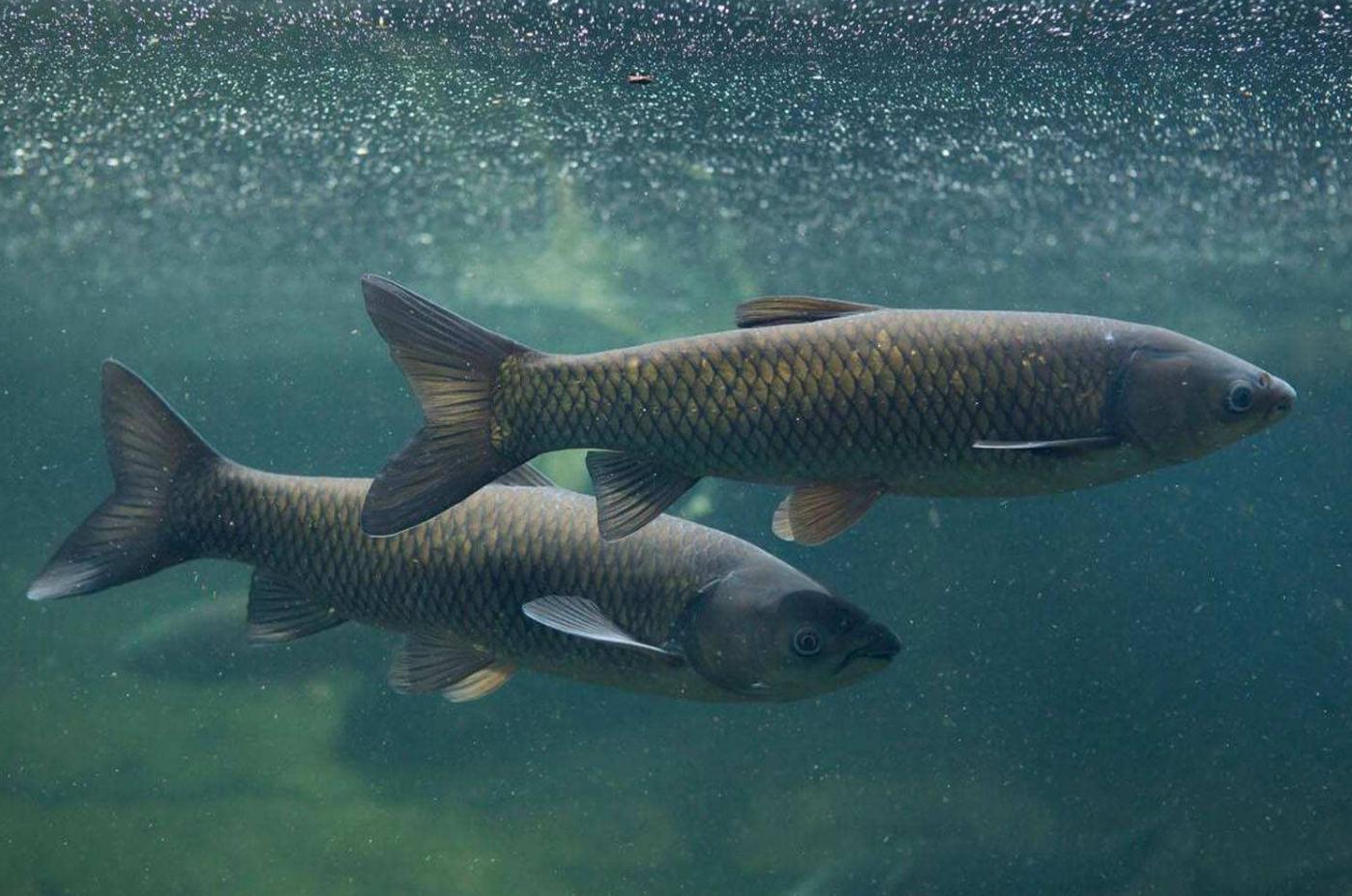 三峡大坝最大鱼全景视频,蓄水20年的三峡大坝鱼有多大
