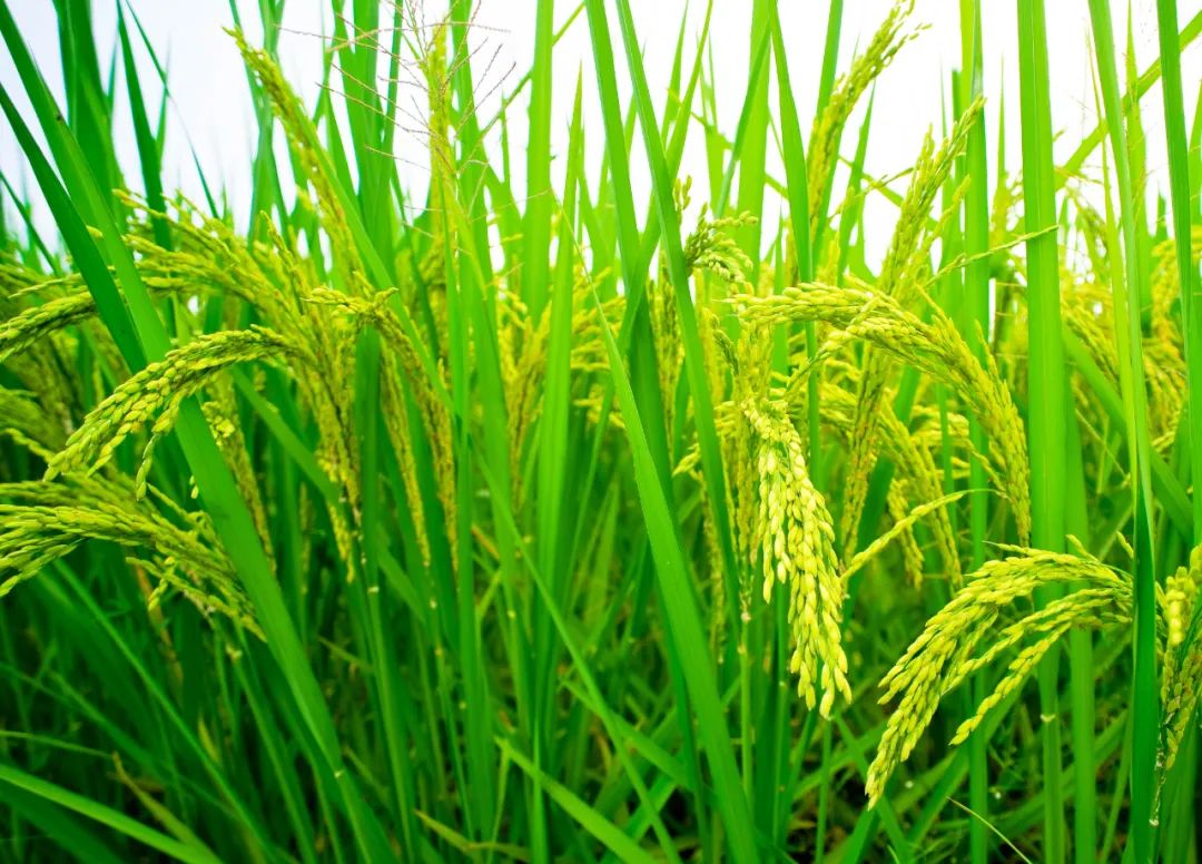 有机农场的盈利模式,有机农场的发展前景