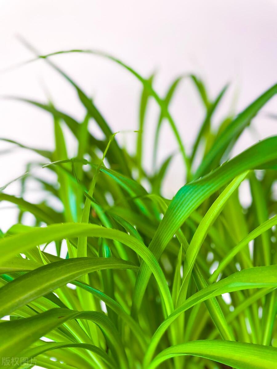 吊兰生虫子了怎么办,家里养吊兰招虫子吗