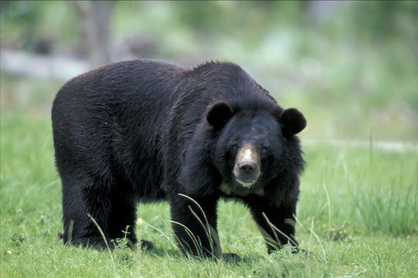 熊的弱点是什么部位,遇到熊装死对什么熊有效