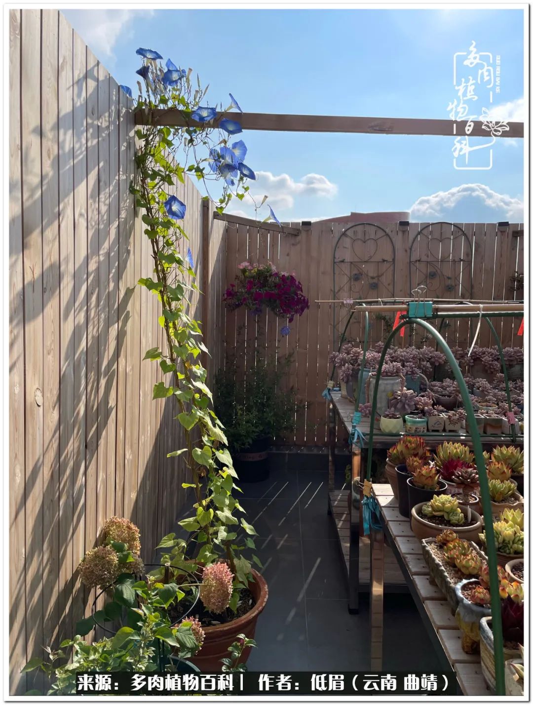 养了8年的多肉,养了七年多肉