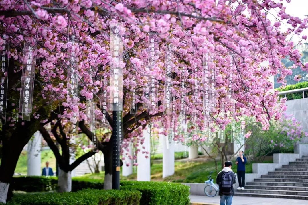 当千年长安，遇上百廿交大！西安交通大学：雨润风暖盛唐景，且待君同览！