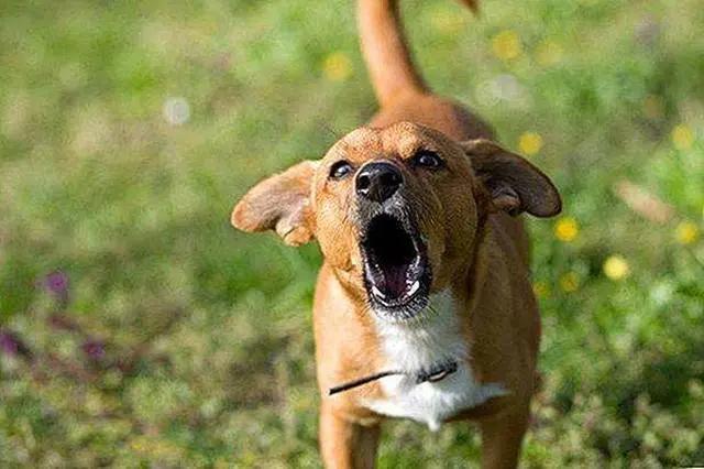 狗狗出现什么症状说明它快要走了,狗狗出现什么状况说明需要驱虫了