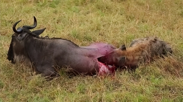 祁连山发现猛兽,祁连山发现的雪豹