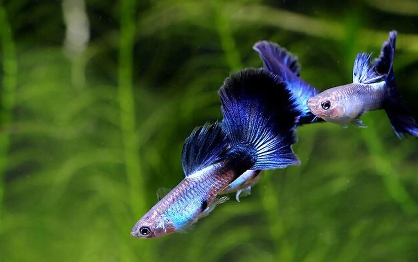 猫狗不停，除了猫狗，这些小可爱，你家的娃都养过了吗？