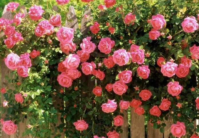 香水月季10款推荐,香水月季花品种大全图片