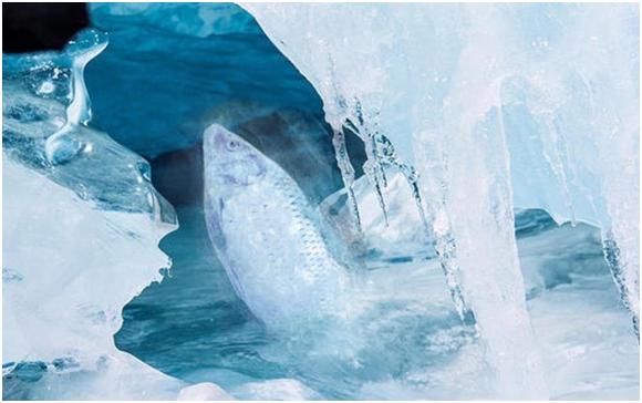 2012年发现的南极深海怪鱼,惊现深海恐怖怪鱼