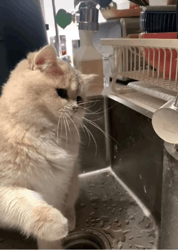 月老看事,月老吐血视频