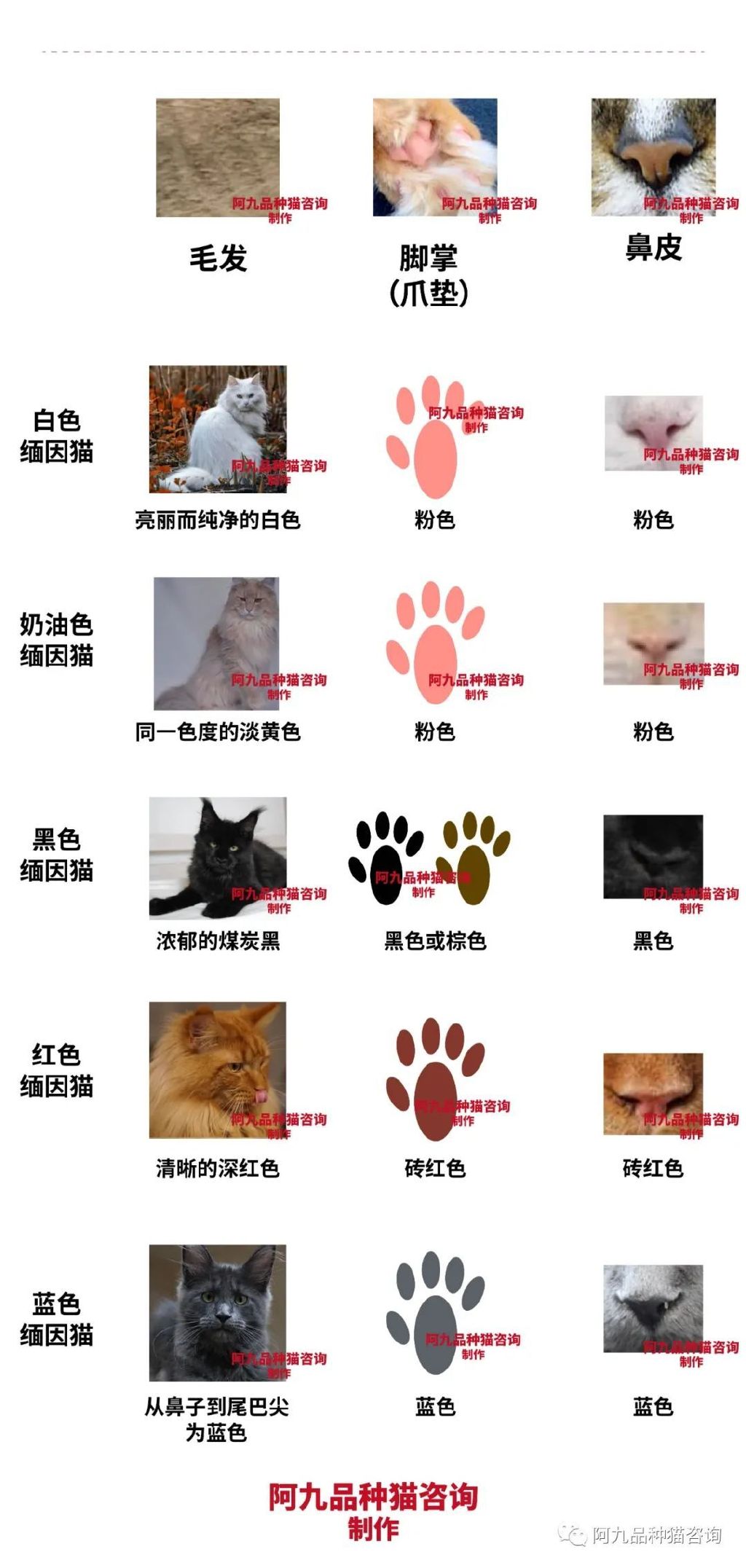 缅因猫品种标准图解，缅因猫怎么分辨好坏，缅因猫怎么分辨颜色
