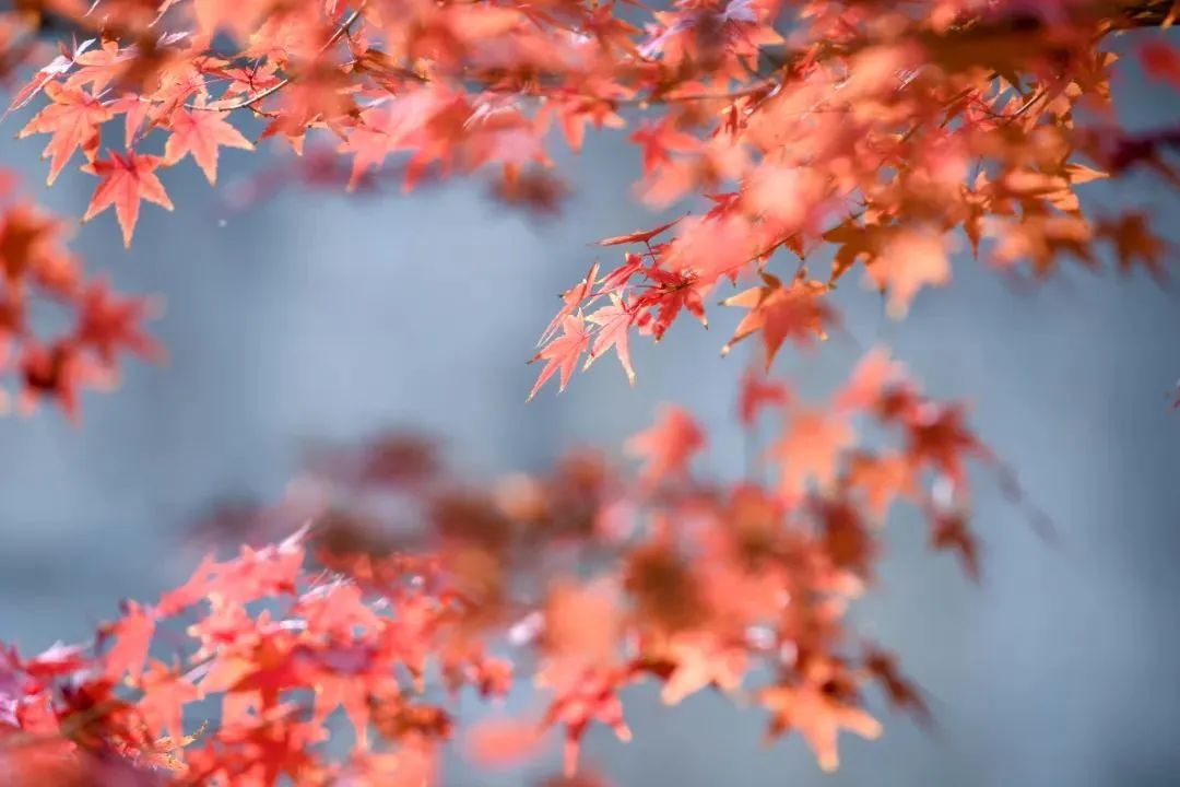 南京的法国梧桐秋天图片,南京法国梧桐秋天