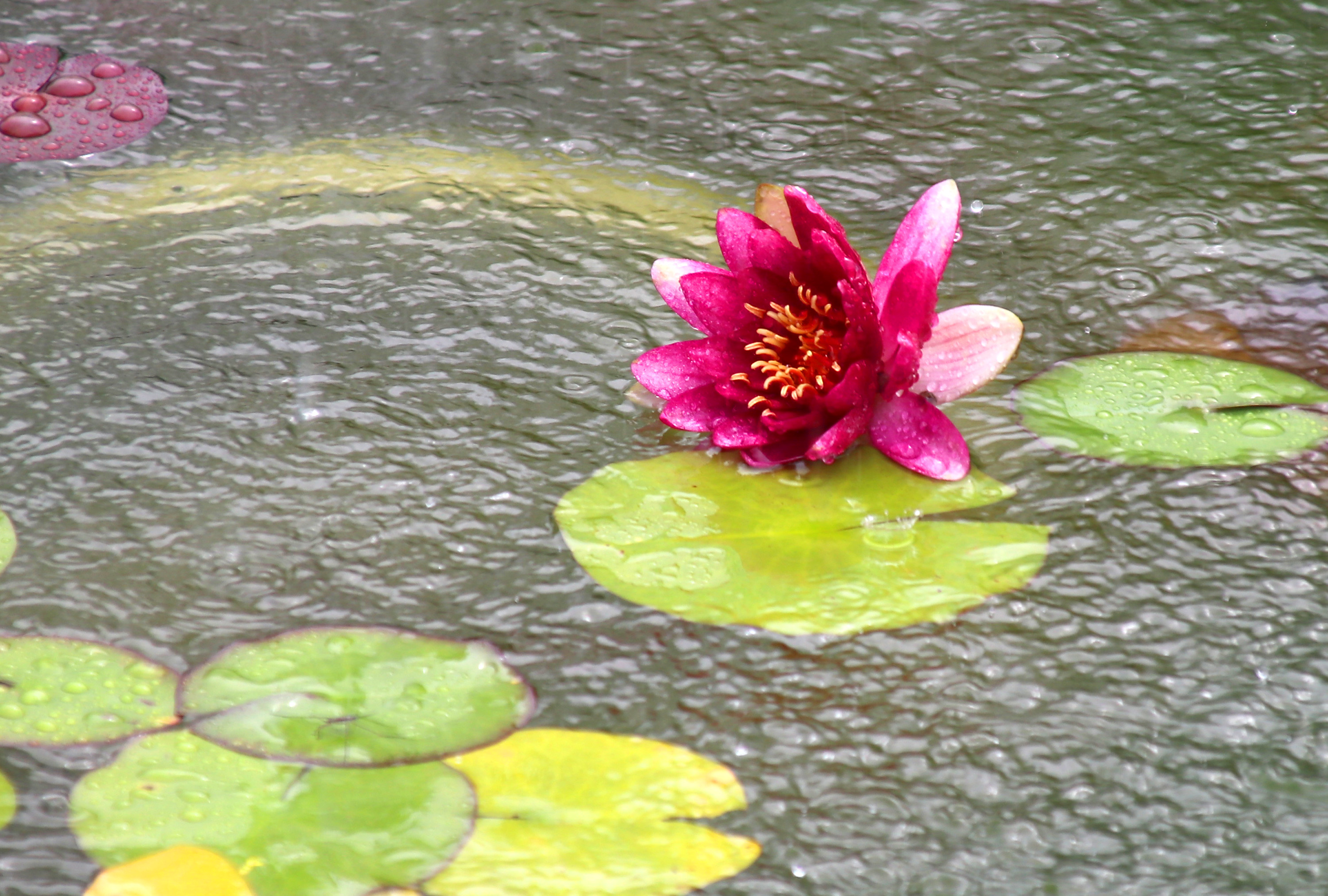 宿迁双色睡莲惊艳绽放,惊艳的睡莲
