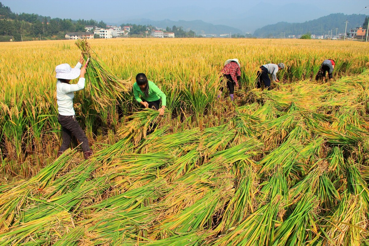 湖南你不知道的小知识,湖南十大冷知识排行
