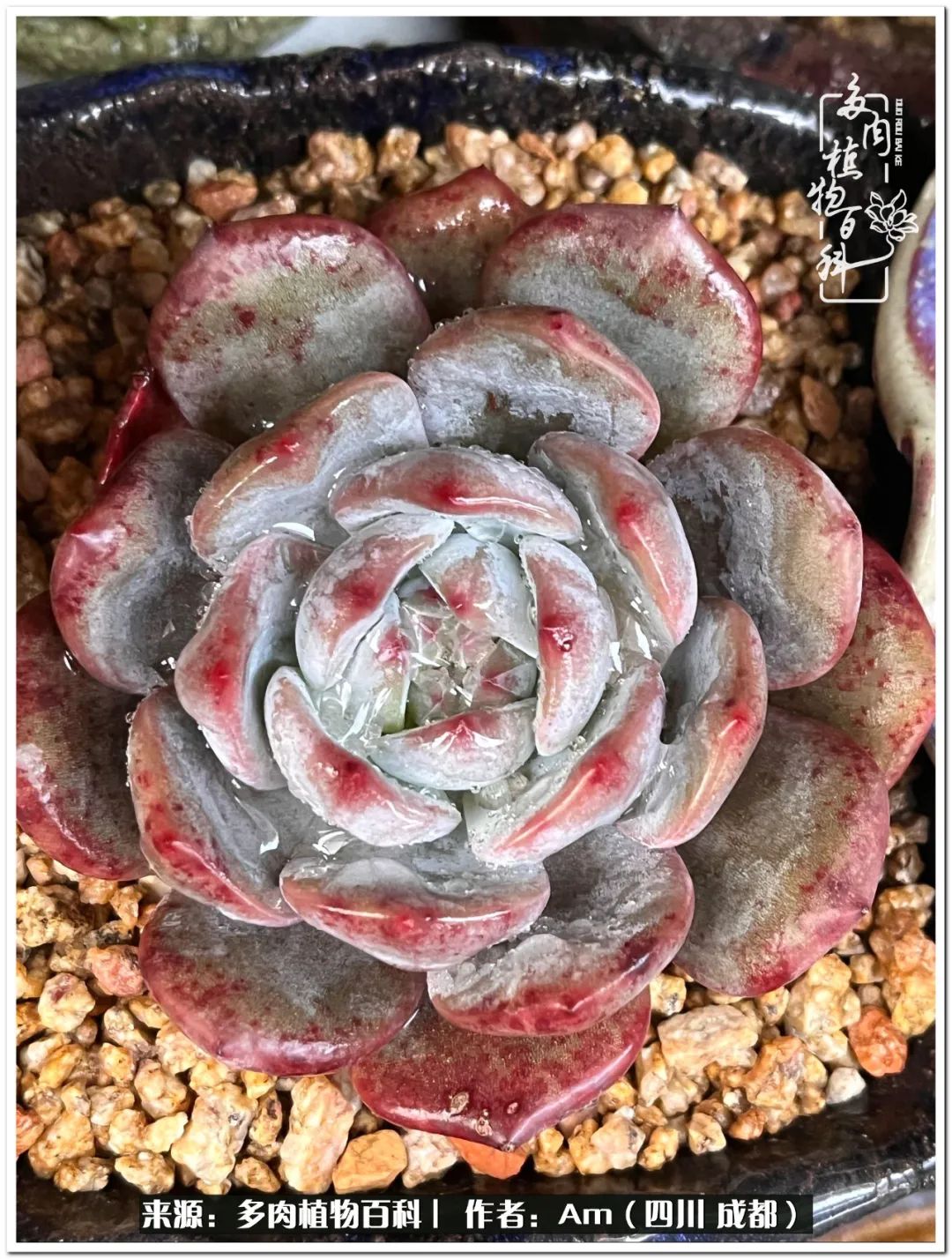 多肉小盆友生活多姿多彩,多肉小精灵福享不停