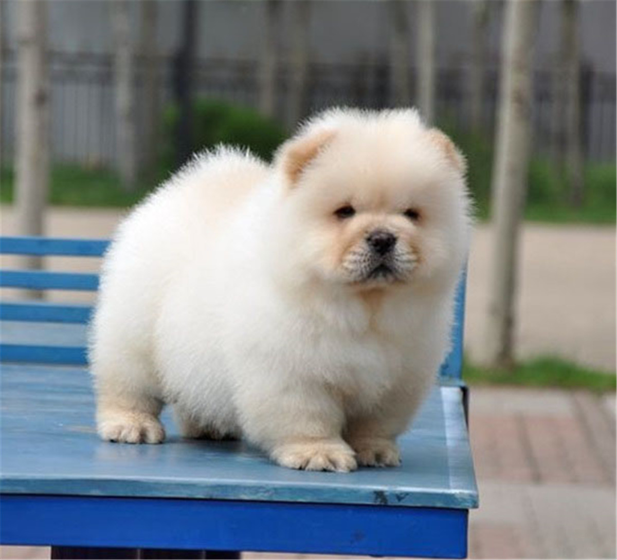 松狮和藏獒的区别,纯种松狮多少钱