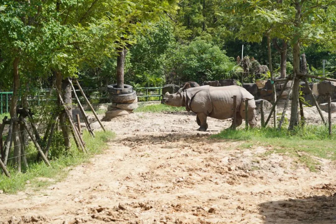 一月份去上海野生动物园和海洋馆,十一带大家去上海野生动物园玩