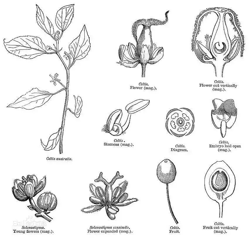 植物识别小口诀，总结的太全了！